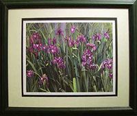 Iris Grass